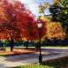 11 lugares para ver el mejor follaje de otoño en Chicago